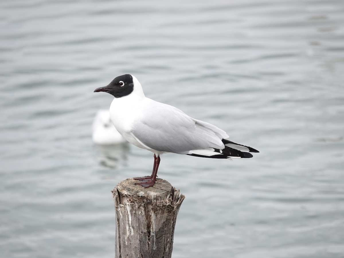 Andean Gull - ML644910490