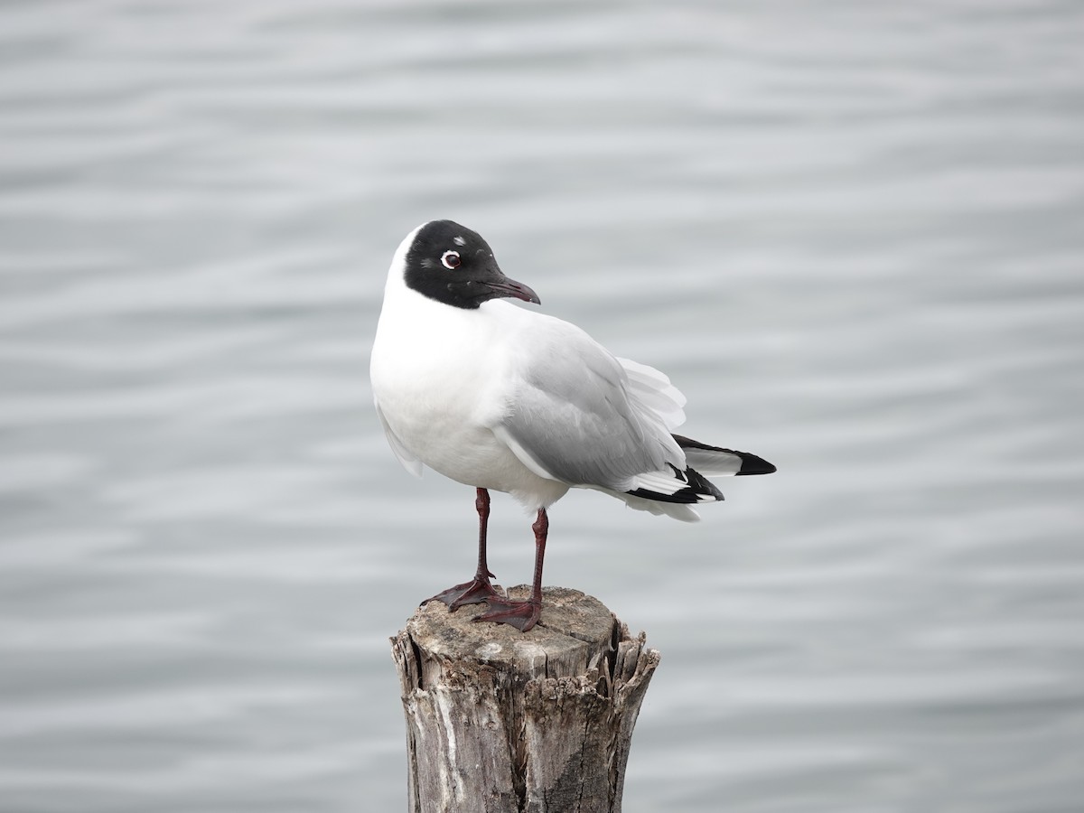 Andean Gull - ML644910491