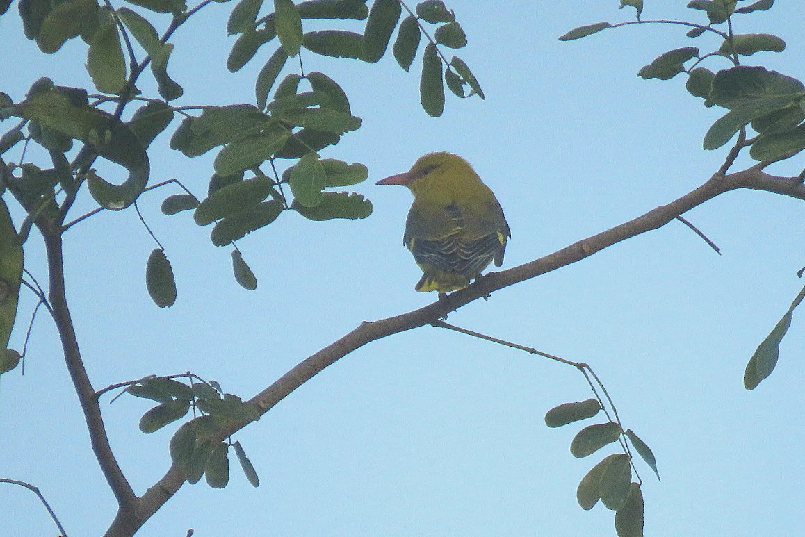Indian Golden Oriole - ML644910492