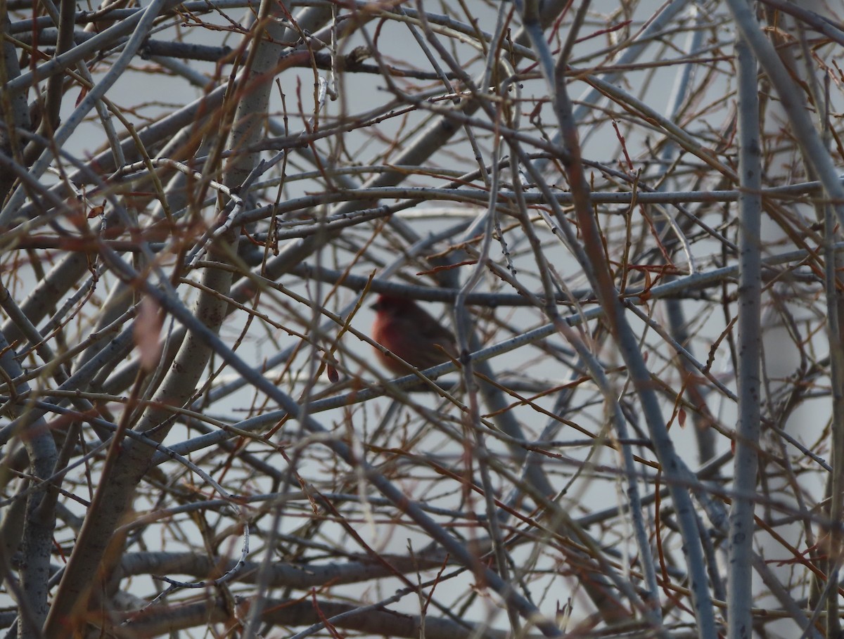 Roselin familier - ML644910501