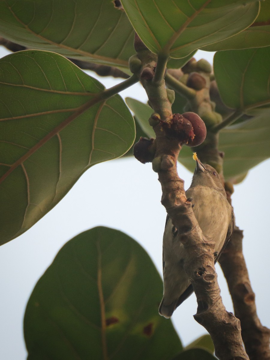 Thick-billed Flowerpecker - ML644910510
