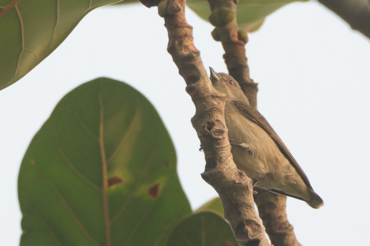 Thick-billed Flowerpecker - ML644910511