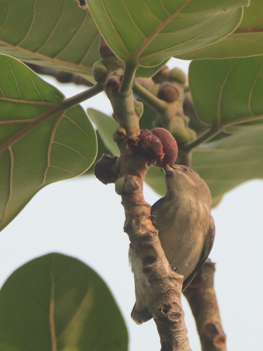 Thick-billed Flowerpecker - ML644910512