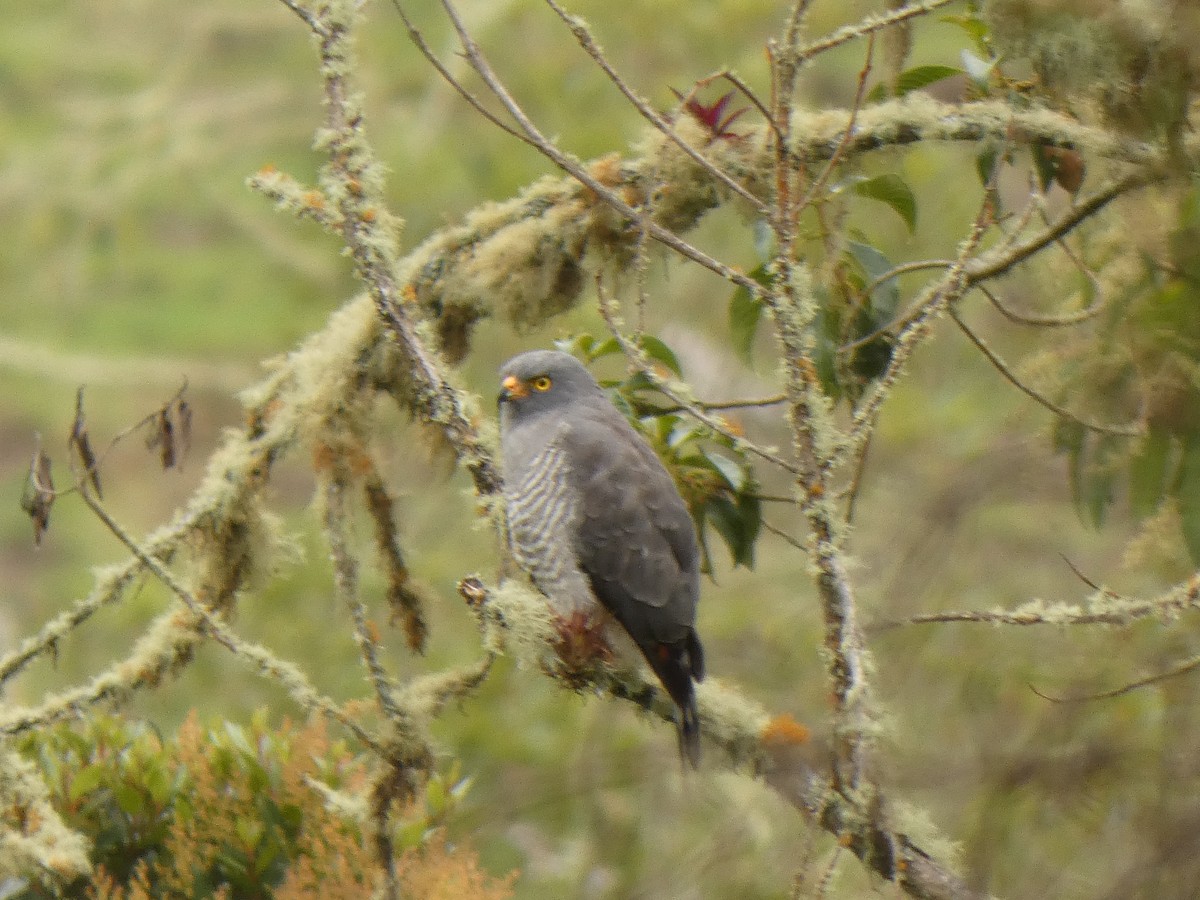 Yol Şahini - ML644910514