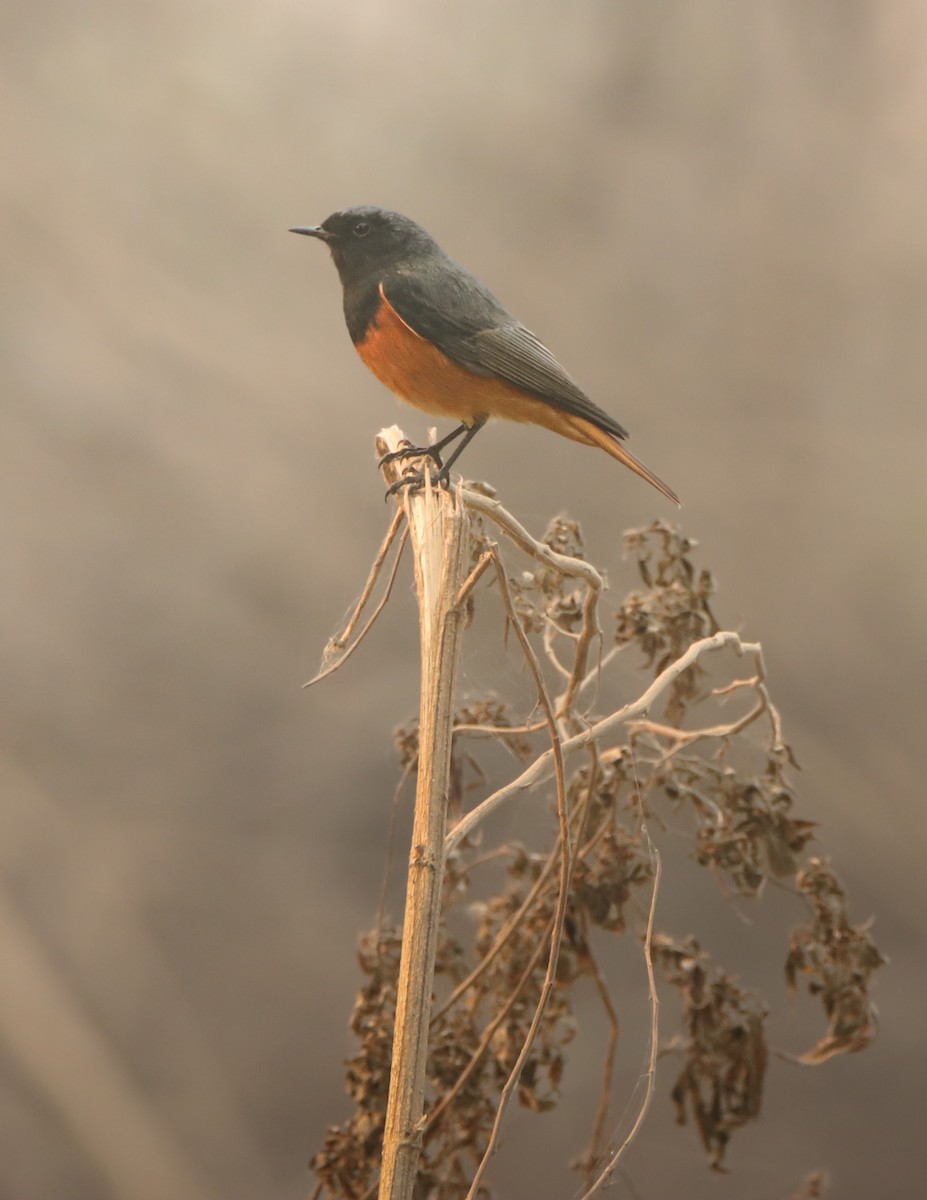 Black Redstart - ML644910530