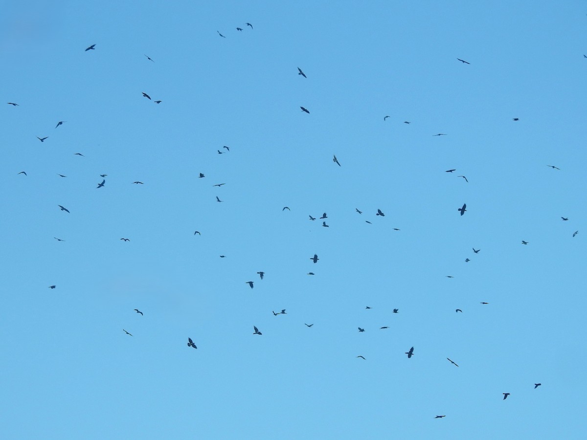 Cuervo Llanero - ML644910531