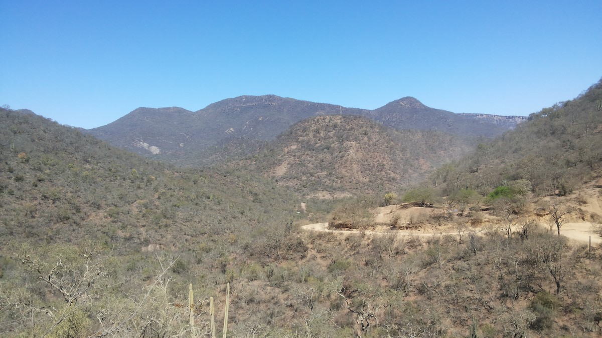 Cream-backed Woodpecker - ML644910553