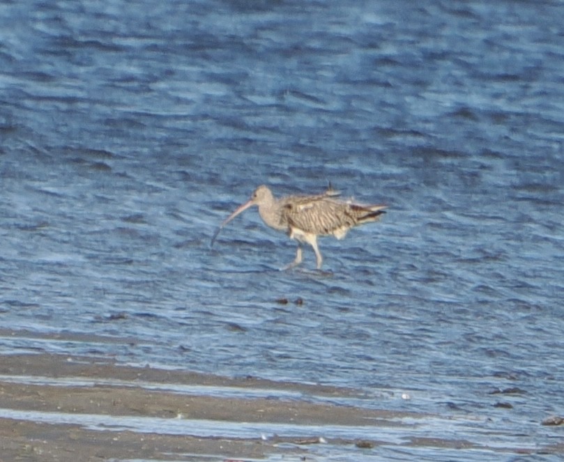 Kurlinta siberiarra - ML644910554