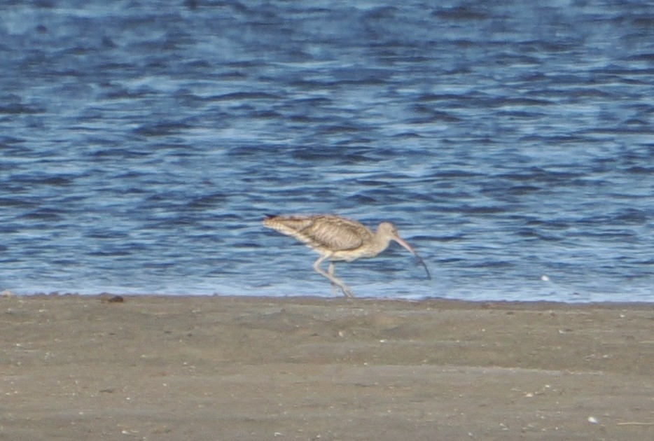 Kurlinta siberiarra - ML644910556