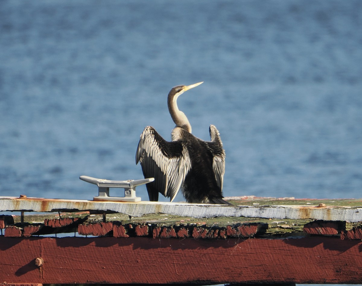 Anhinga australiarra - ML644910563