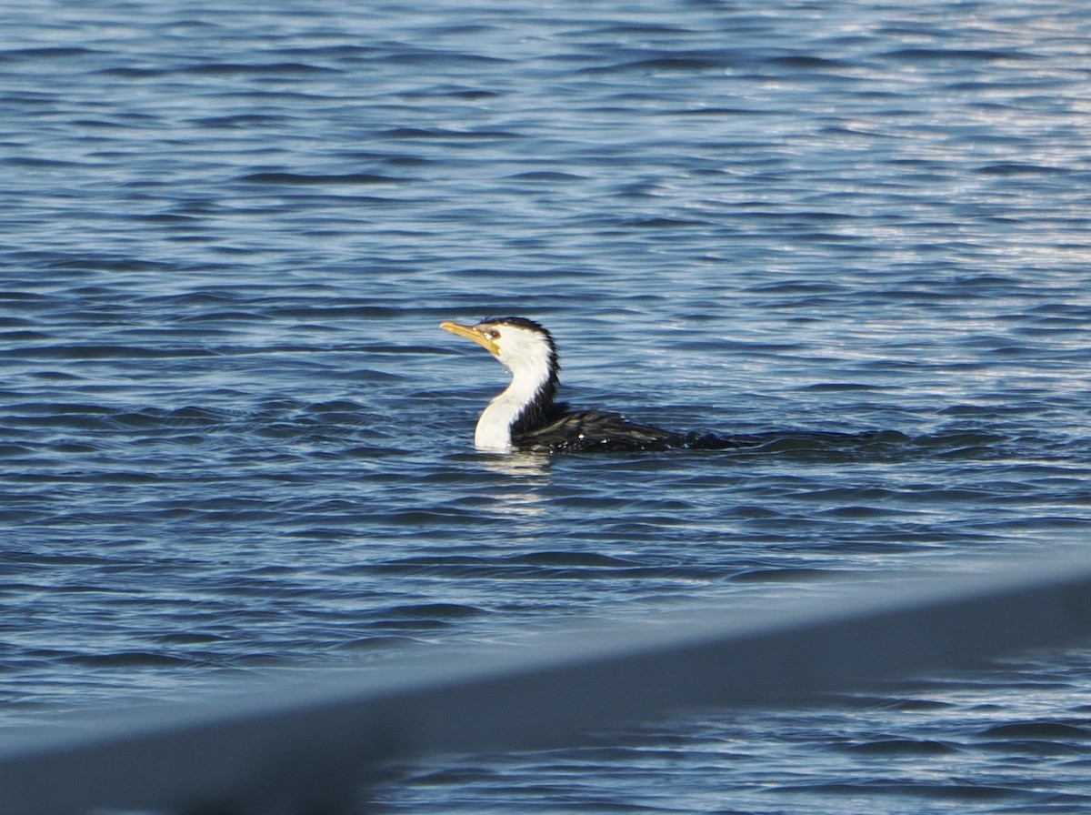Little Pied Cormorant - ML644910571