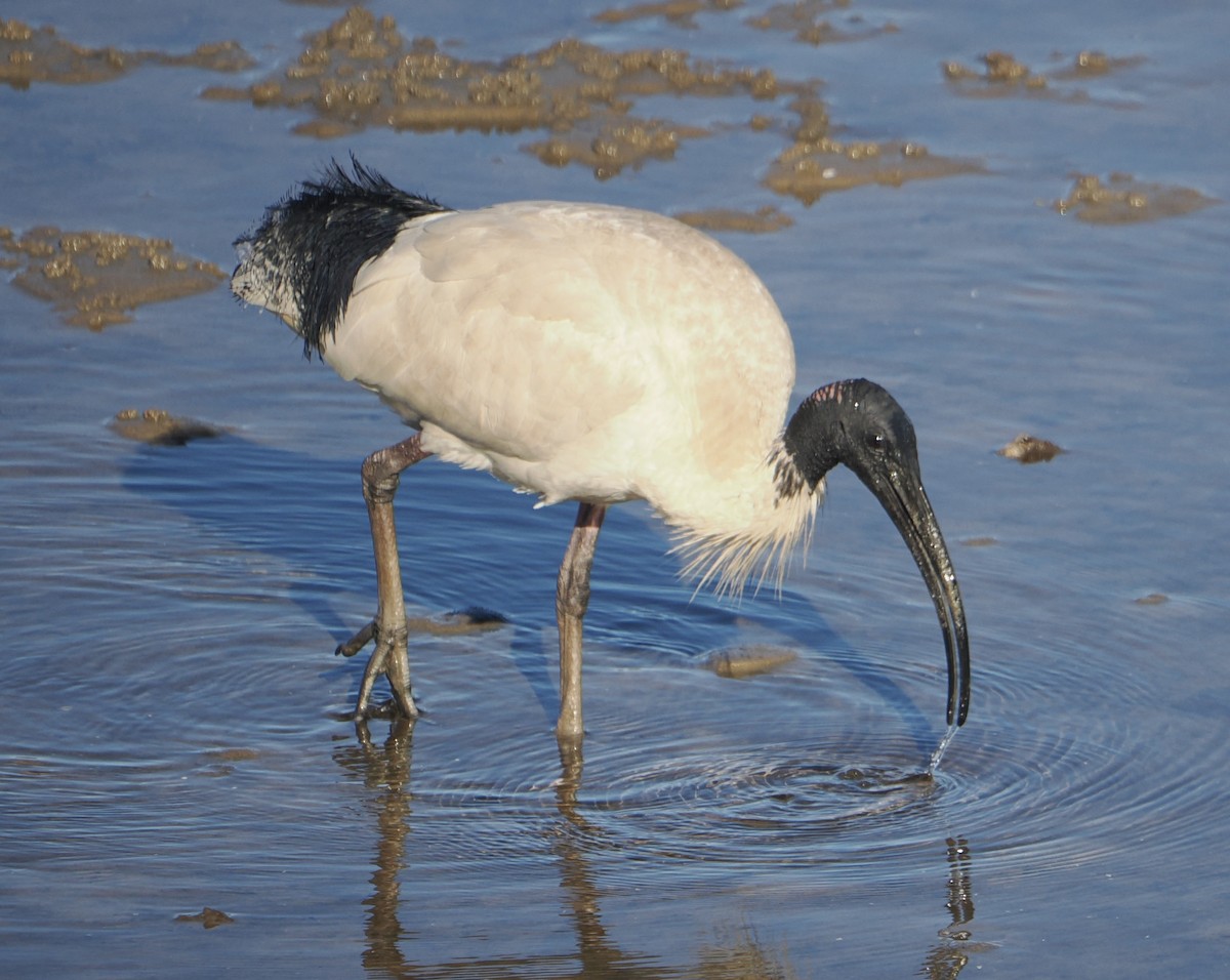 Australian Ibis - ML644910573
