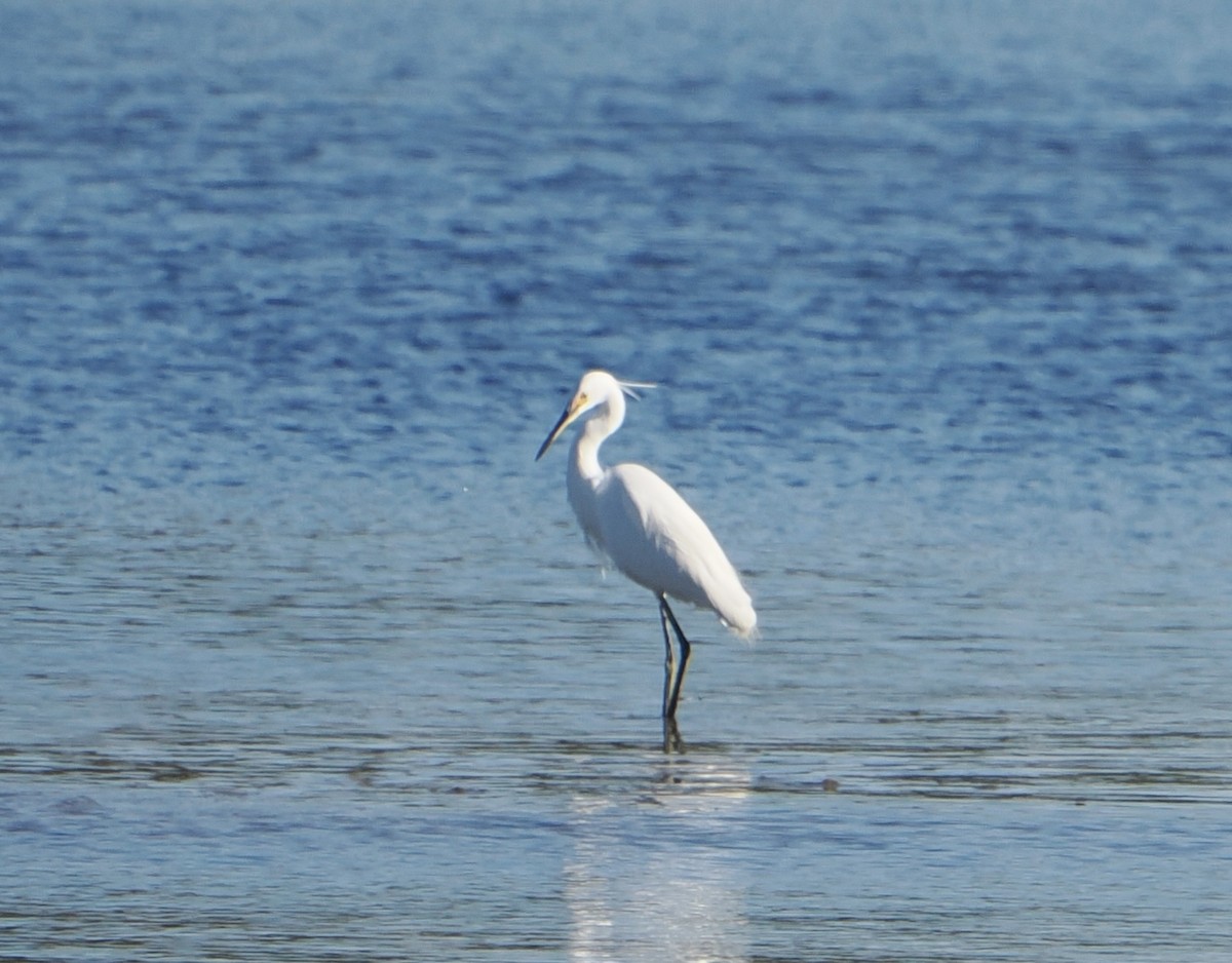 Koartzatxo txikia - ML644910580