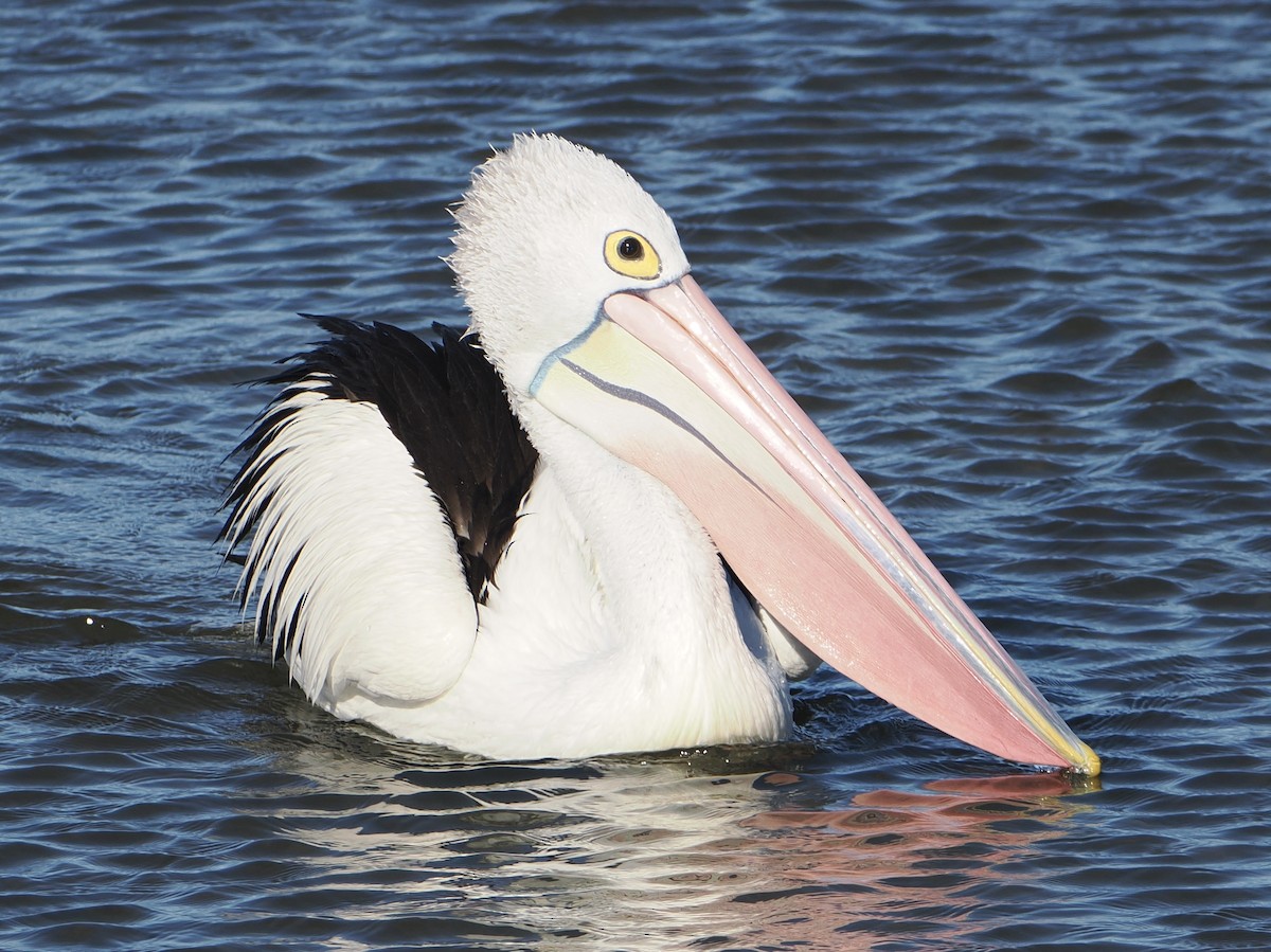 Pelikano australiarra - ML644910587