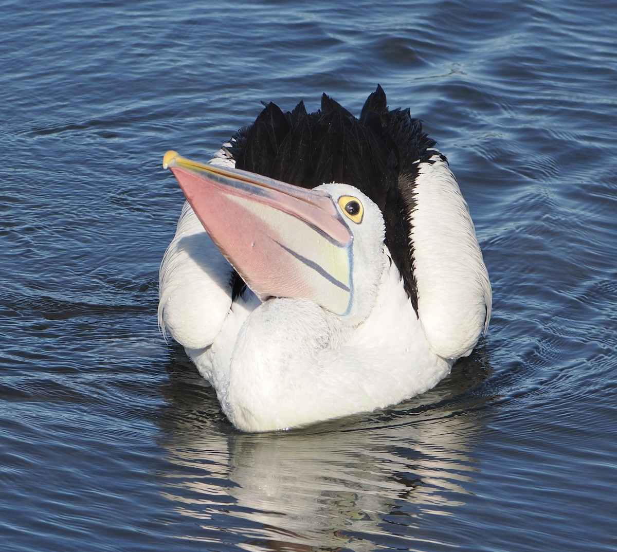 Pelikano australiarra - ML644910588