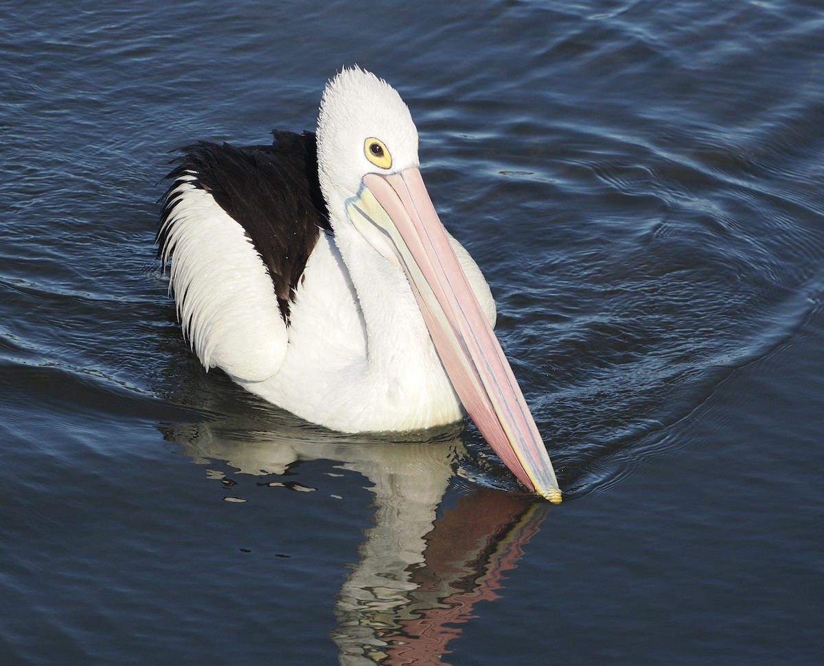 Pelikano australiarra - ML644910589