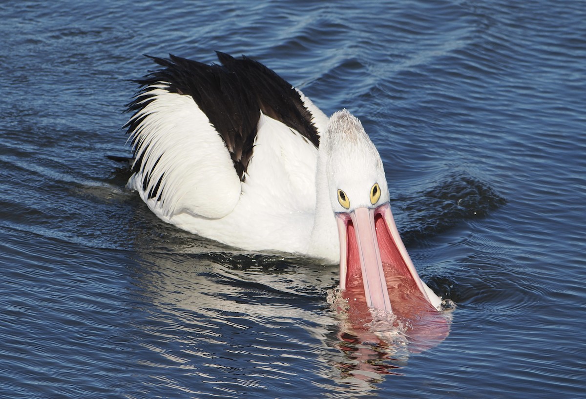 Pelikano australiarra - ML644910590