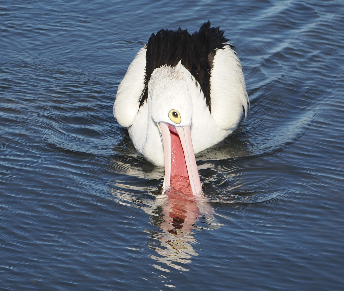 Pelikano australiarra - ML644910592