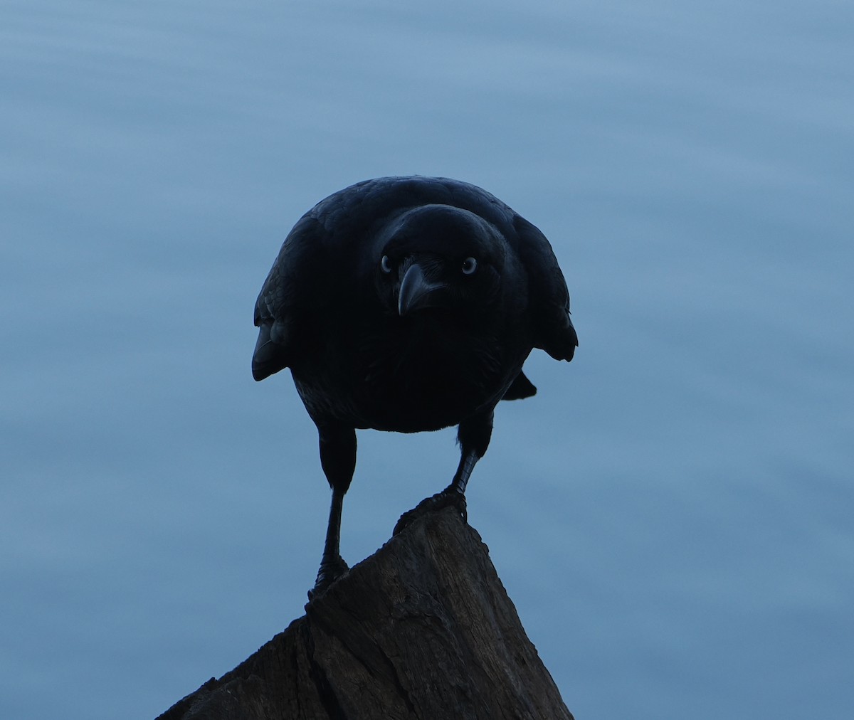 Australian Raven - ML644910606