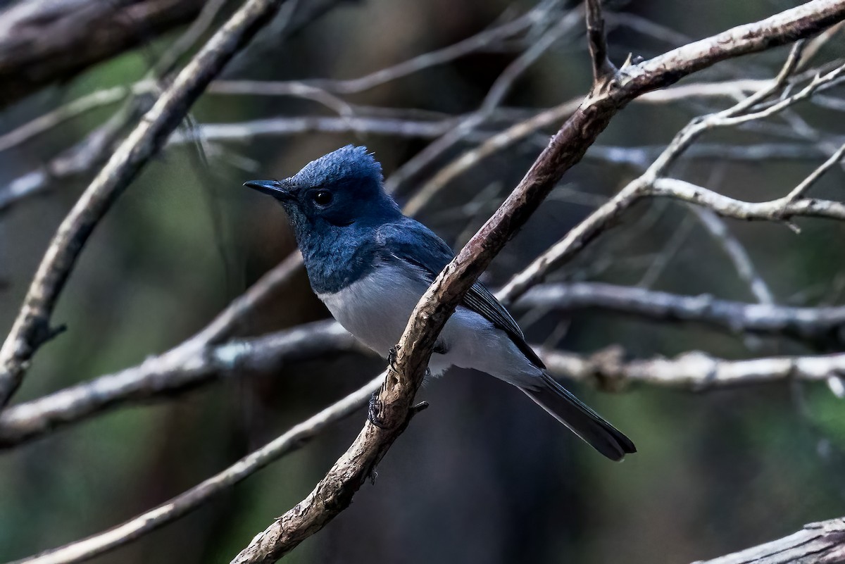 Leaden Flycatcher - ML644910608