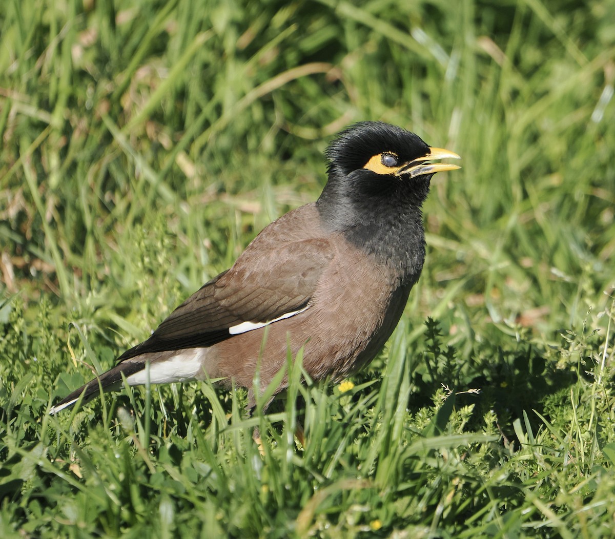 Hartxori tristea - ML644910613