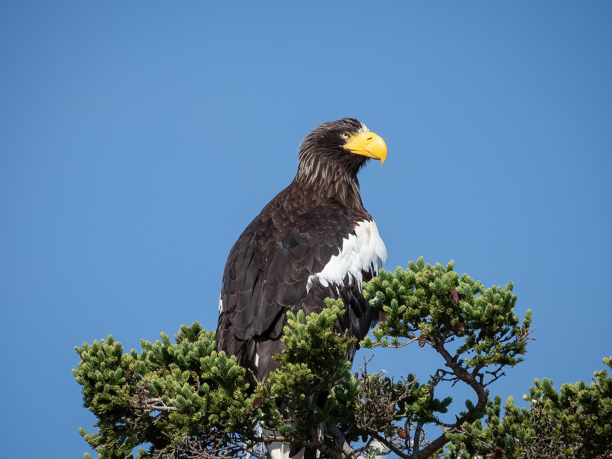 Steller's Sea-Eagle - ML644910621