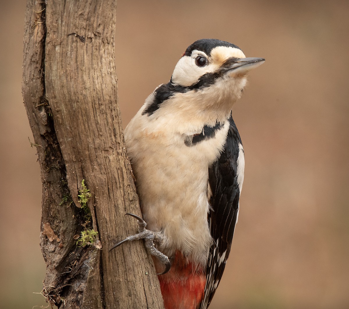 Great Spotted Woodpecker - ML644910627