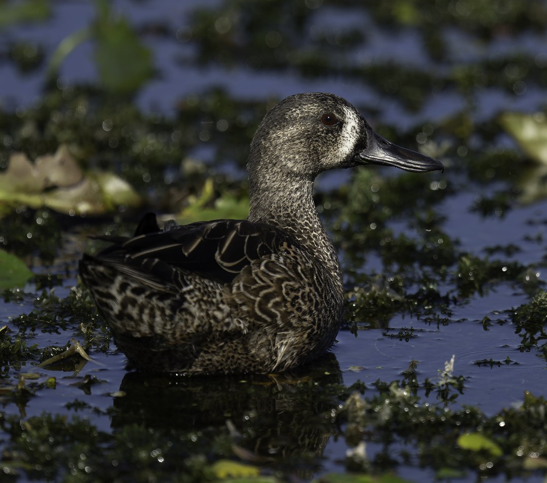 Zertzeta hegalurdina - ML644910629