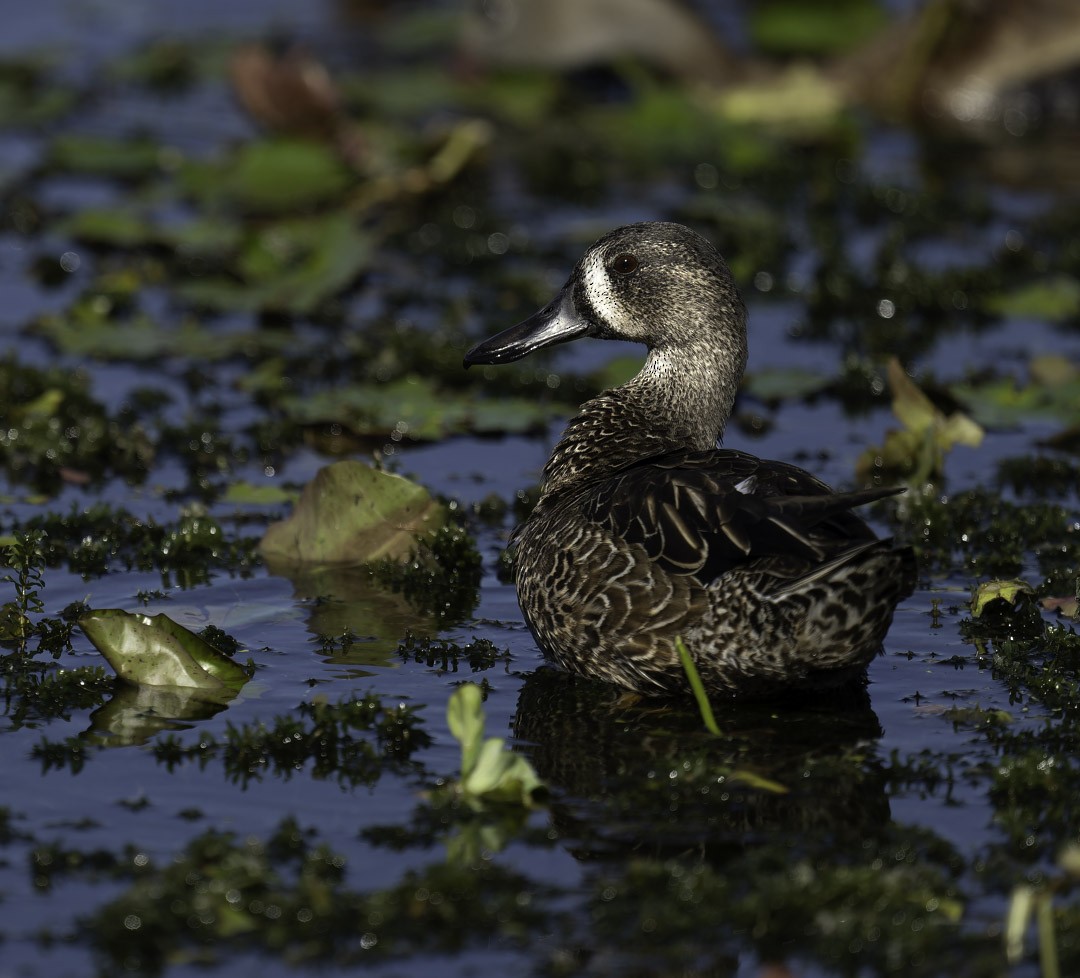 Zertzeta hegalurdina - ML644910630