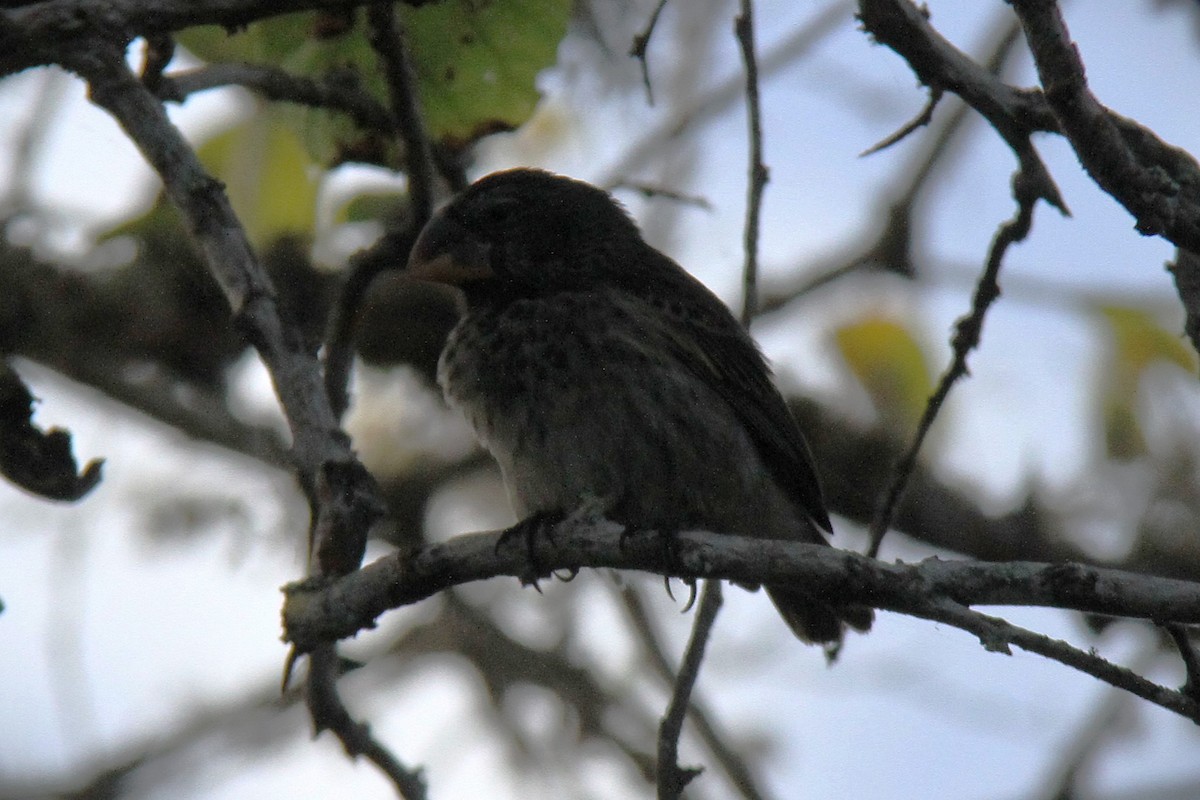 Large Ground-Finch - ML644910631