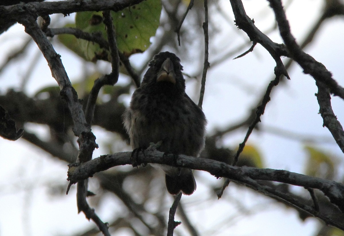 Large Ground-Finch - ML644910634