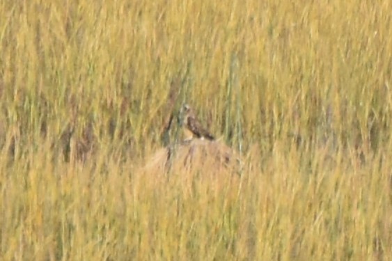 Short-eared Owl - ML644910659