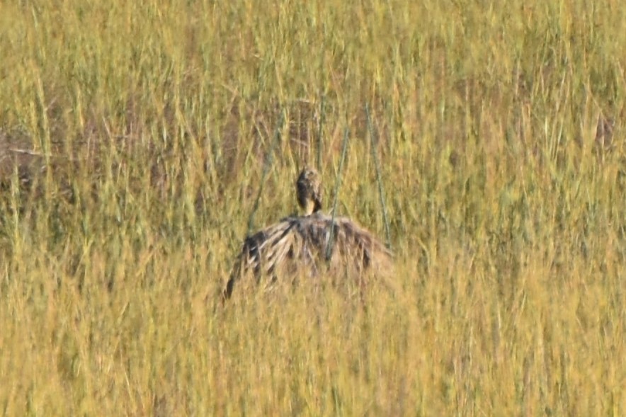 Short-eared Owl - ML644910660