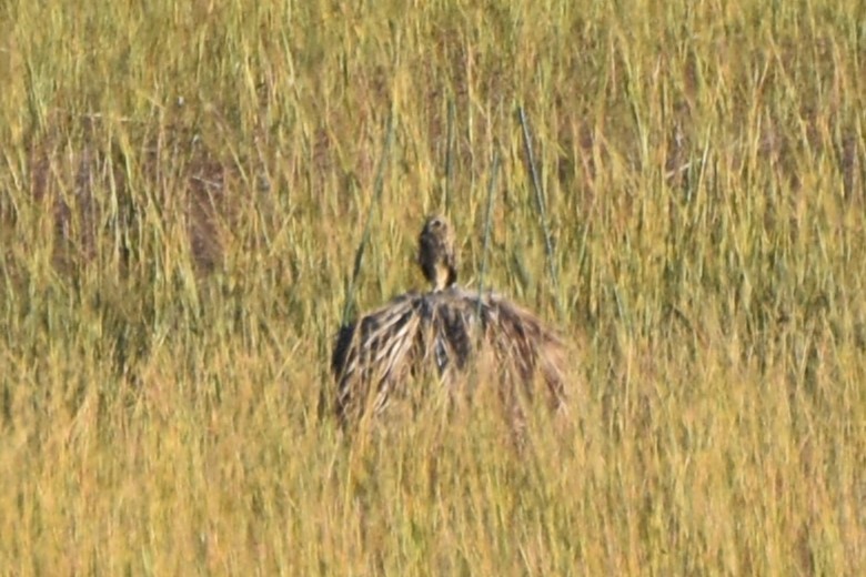 Short-eared Owl - ML644910661