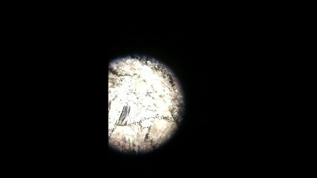 Дятел-кардинал білоспинний - ML644910668