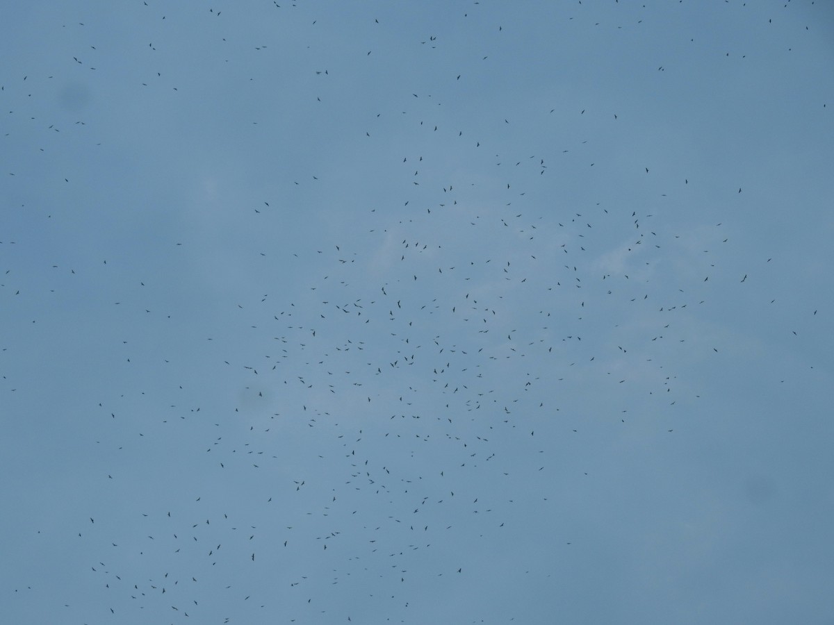 Канюк ширококрилий - ML644910687