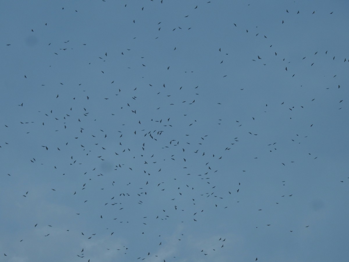 Канюк ширококрилий - ML644910688