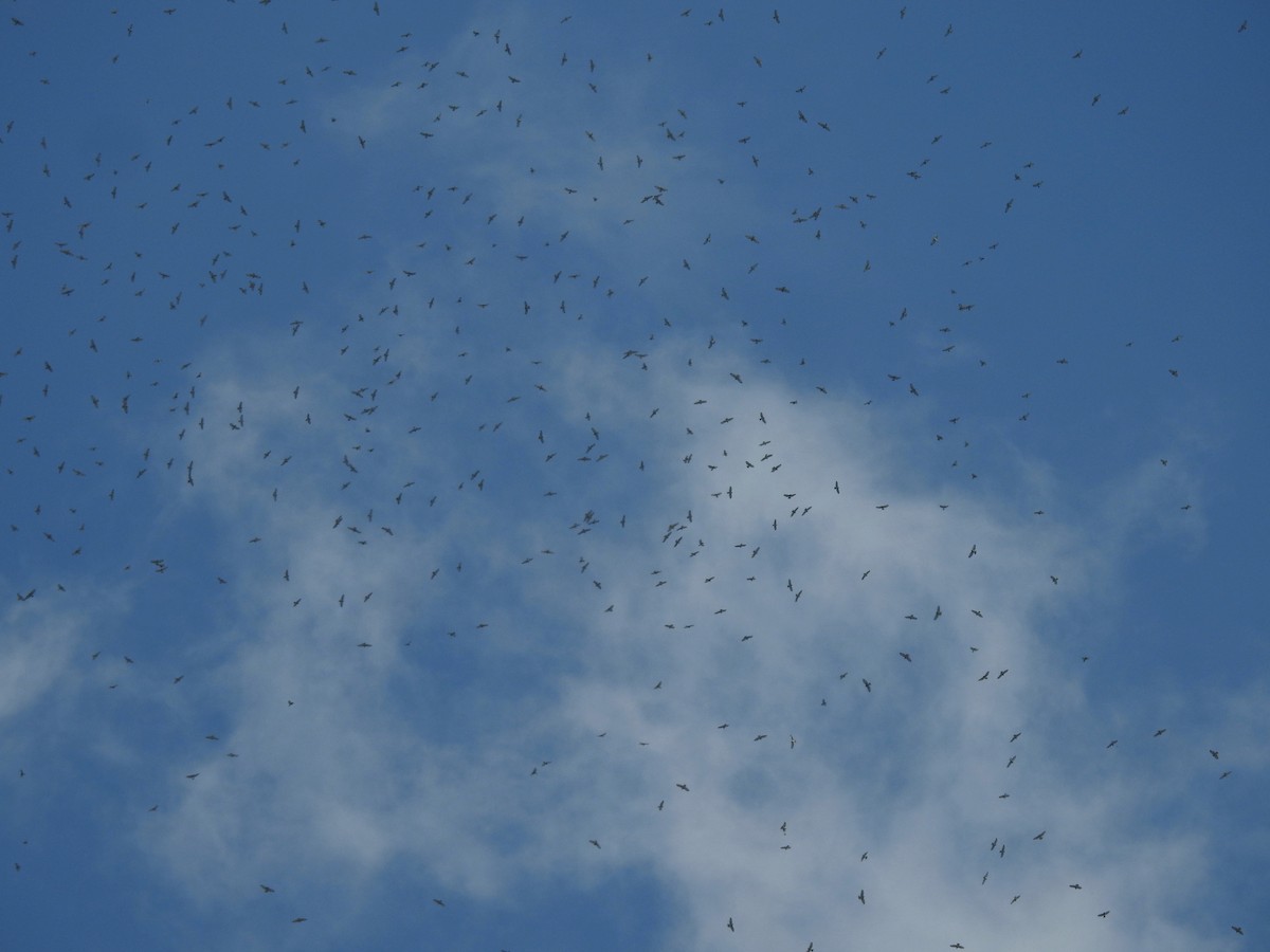 Канюк ширококрилий - ML644910689