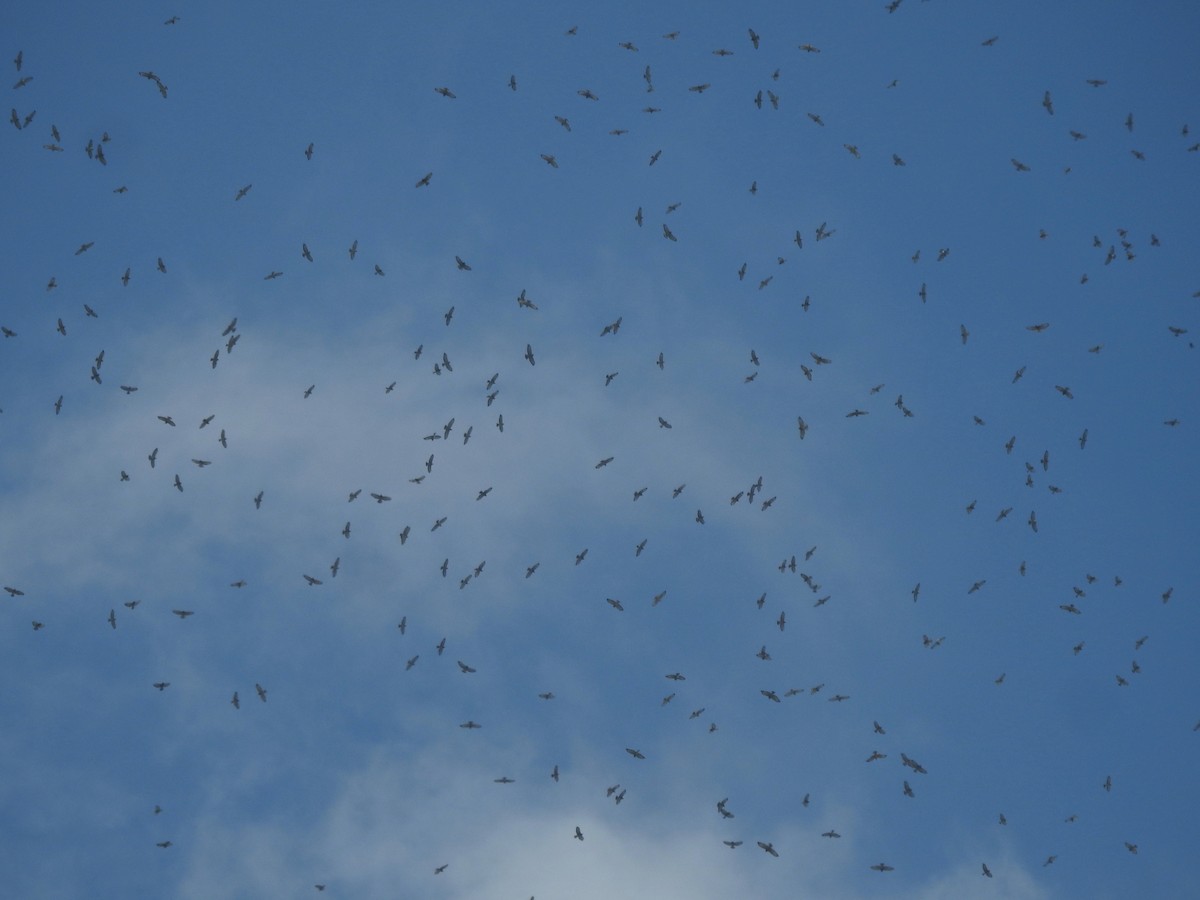 Канюк ширококрилий - ML644910690