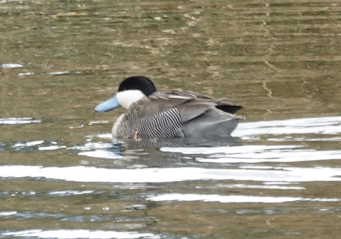 Puna Teal - ML644910697