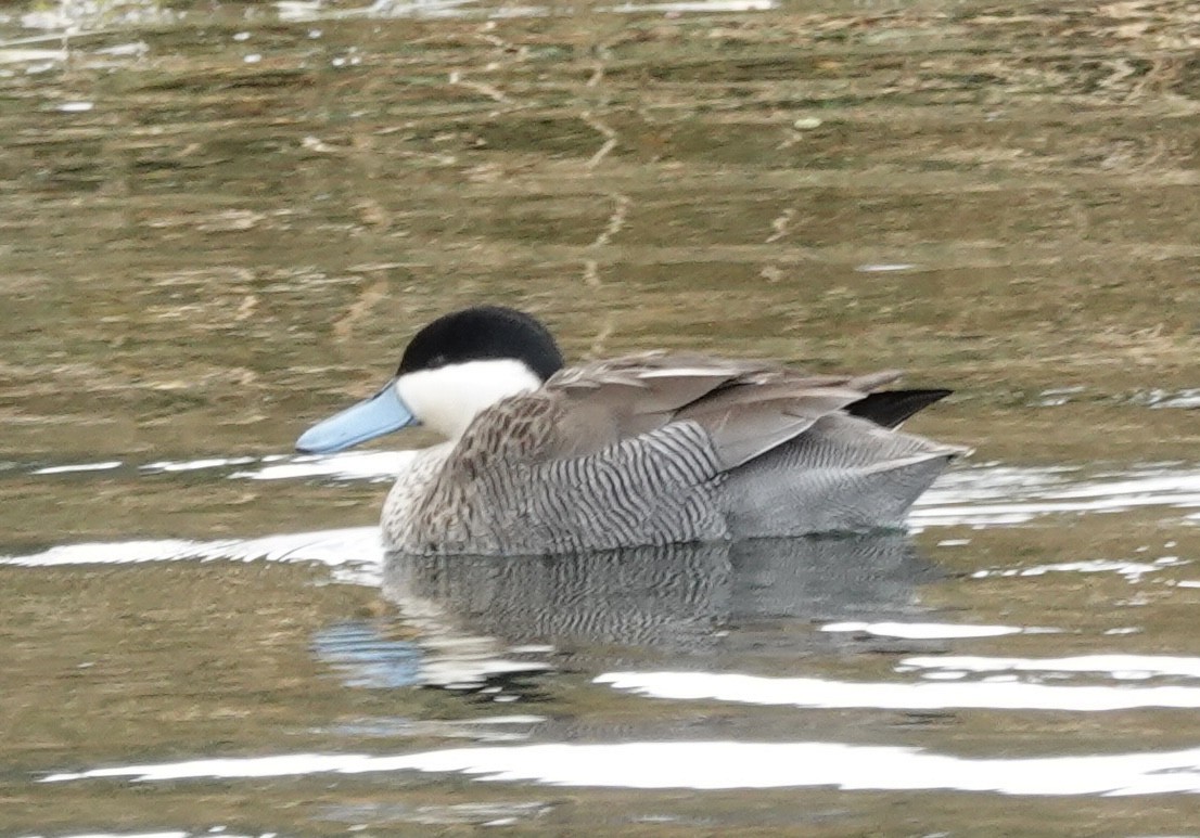 Puna Teal - ML644910698