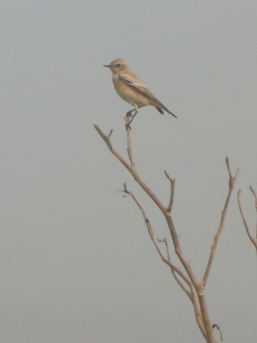 Desert Wheatear - ML644910702