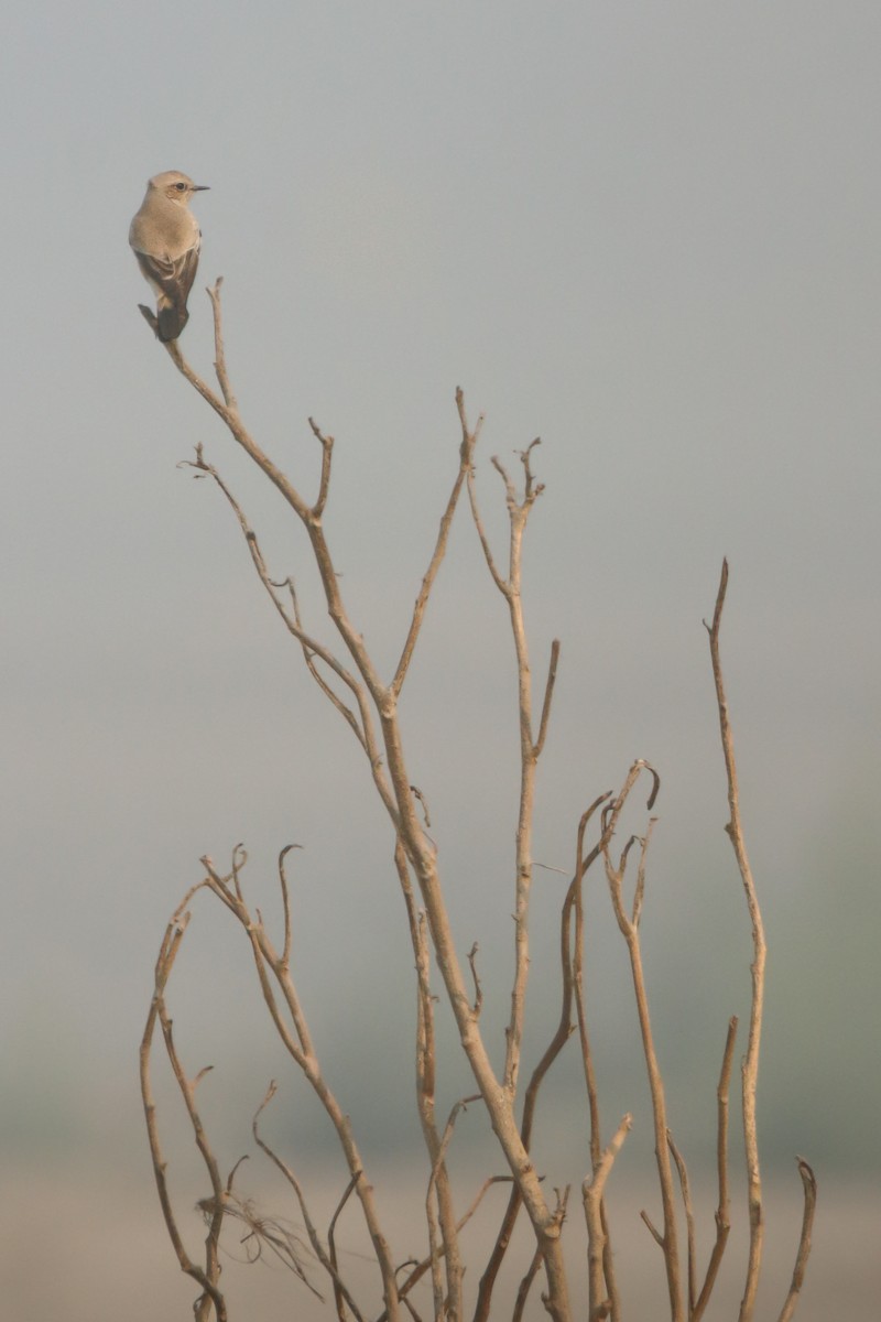 Desert Wheatear - ML644910703