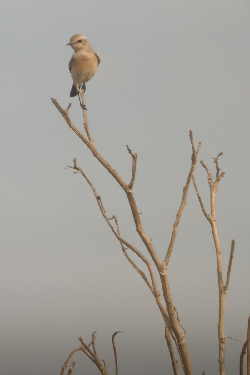 Desert Wheatear - ML644910704
