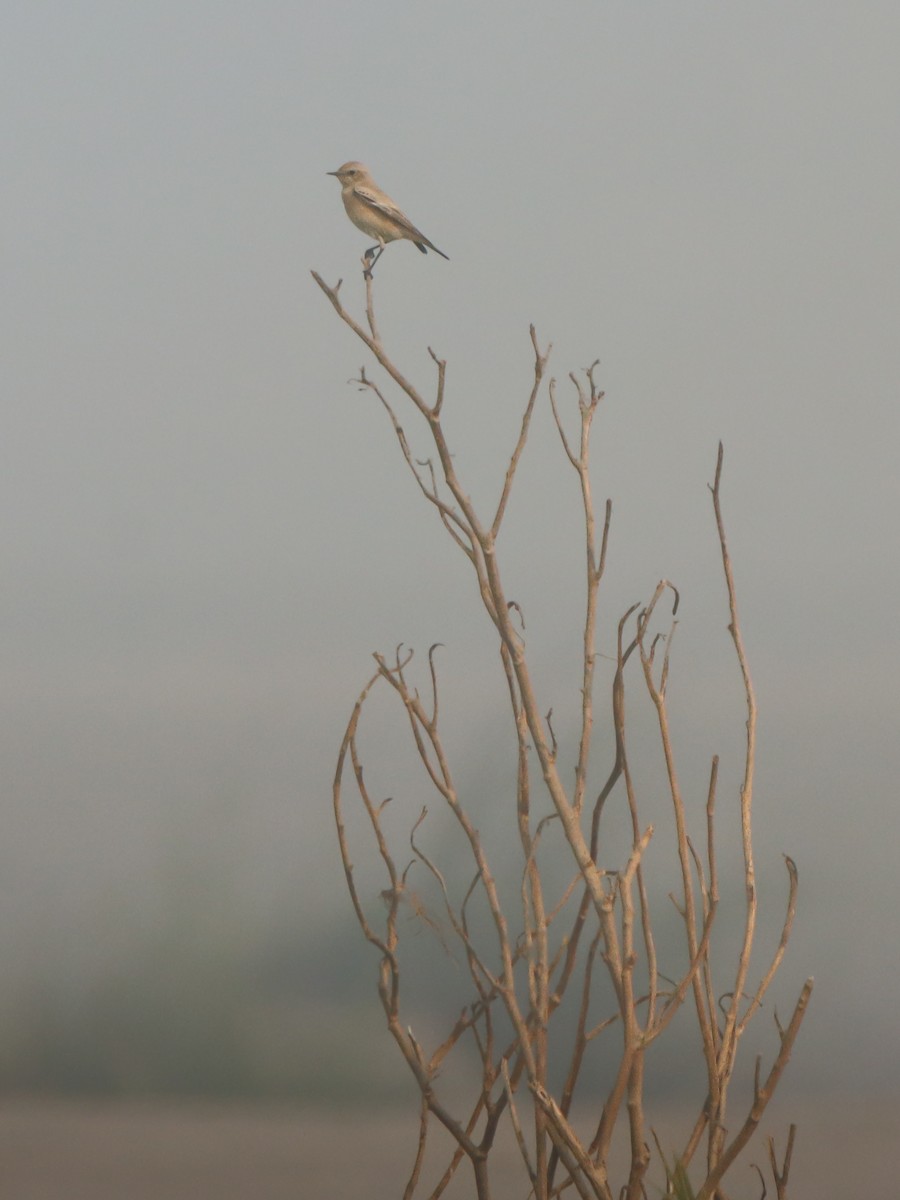 Desert Wheatear - ML644910705