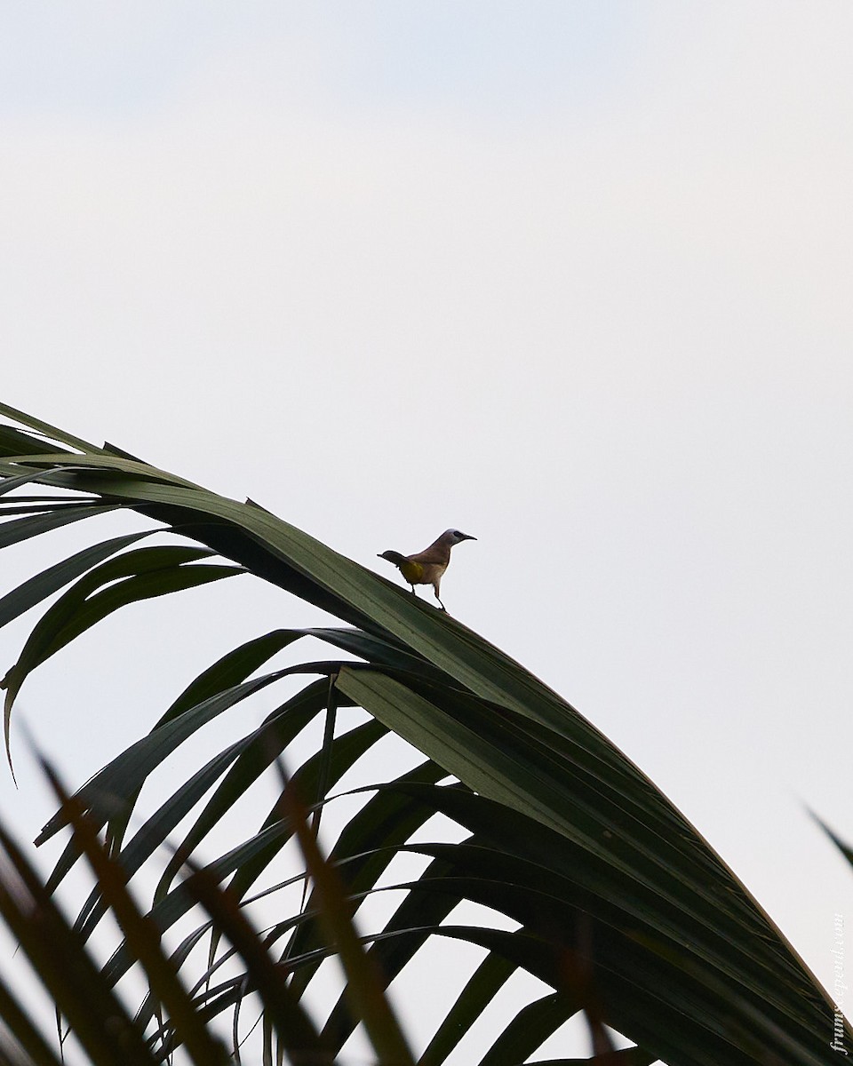 Yellow-vented Bulbul - ML644910708
