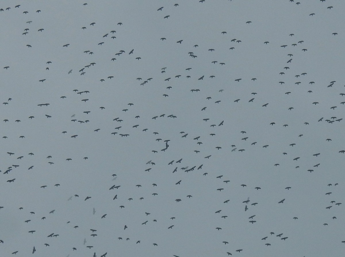 Канюк ширококрилий - ML644910742