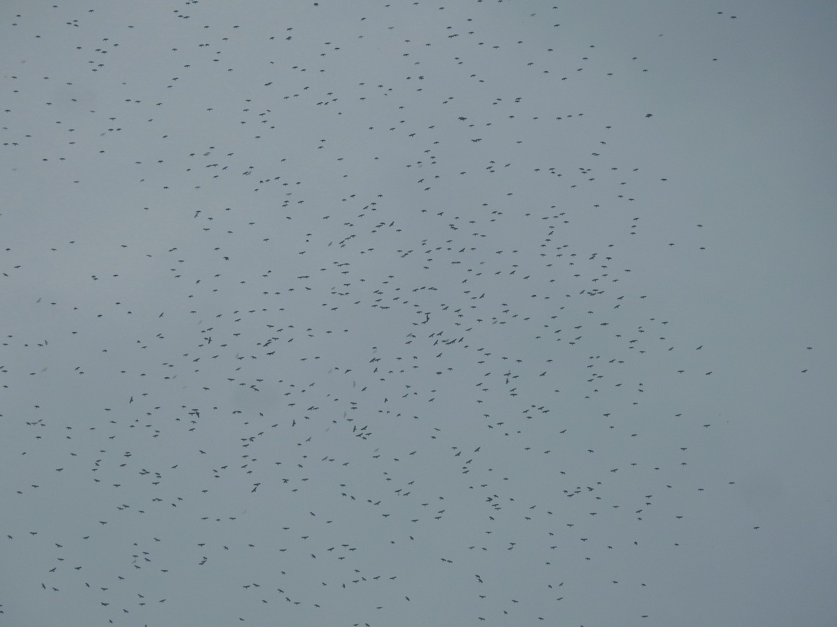 Канюк ширококрилий - ML644910744