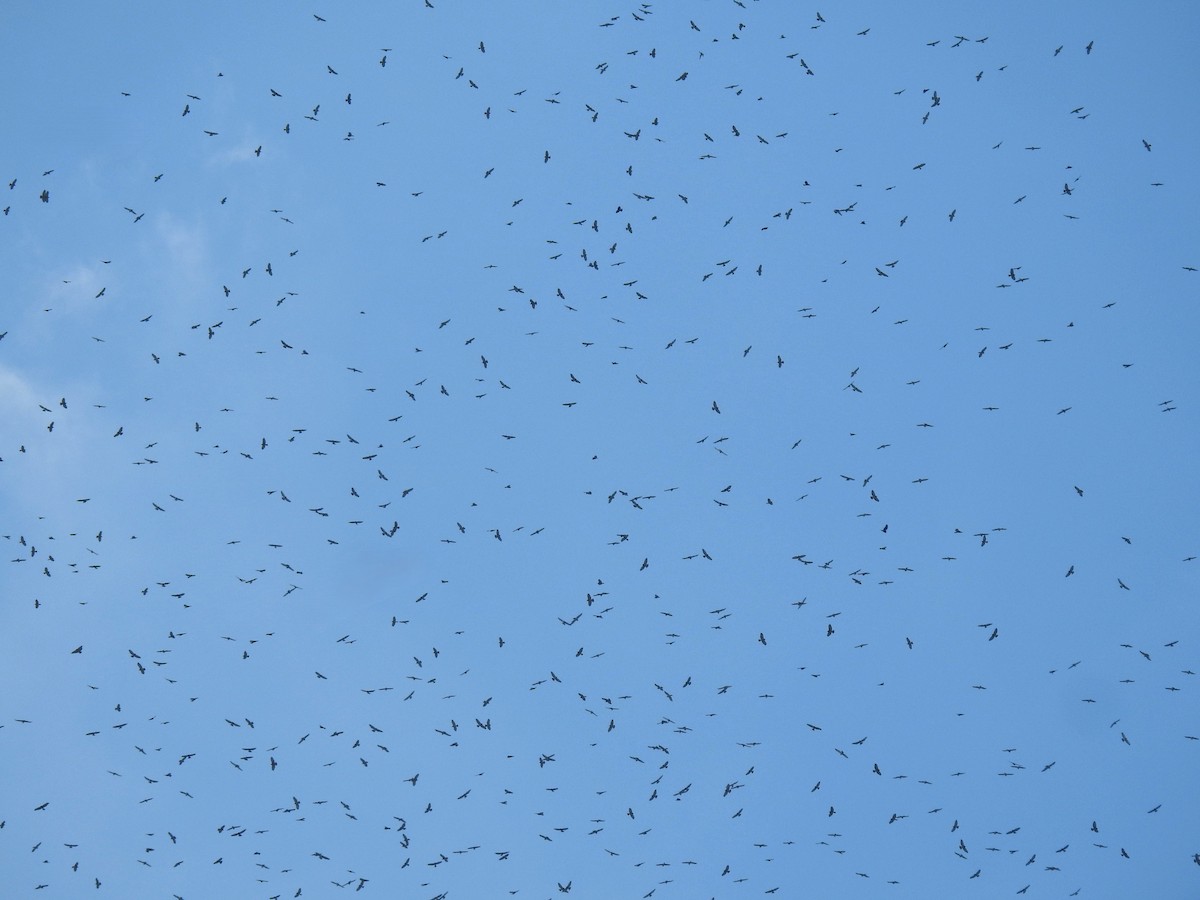 Канюк ширококрилий - ML644910745