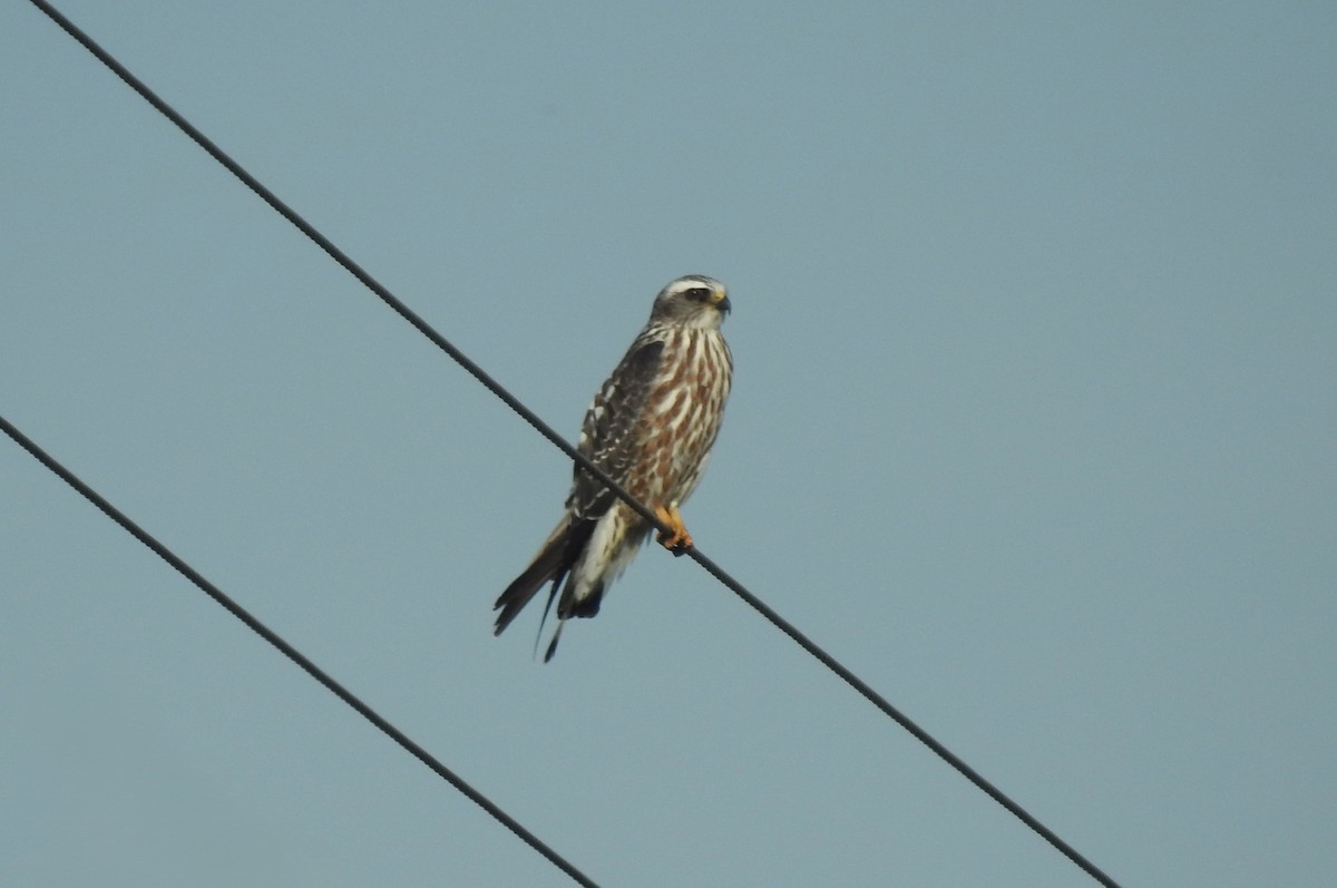 Mississippi Kite - ML644910749